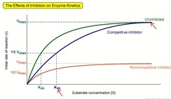 <p>used to visualize how inhibitors affect enzymes</p><p>- x-axis represents substrate concentration [X] while the y-axis represents reaction rate or velocity (V)</p><p>- Vmax is the maximum reaction velocity</p><p>- Michaelis Constant (Km) is the substrate concentration [X] at which velocity (V) is 50% of the maximum reaction velocity (Vmax)</p><p>- Saturation occurs when all active sites are occupied, so the rate of reaction does not increase anymore despite increasing substrate concentration (causes graph plateaus)</p>