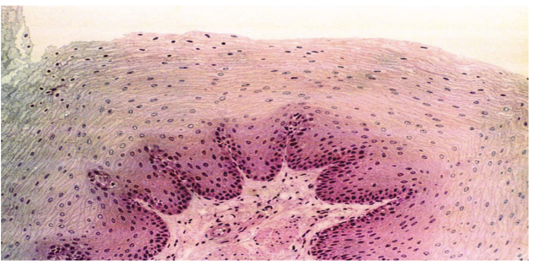 <p>What is this Tissue? and where is it found ?</p>