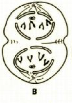 <p>What stage of mitosis is this?</p>