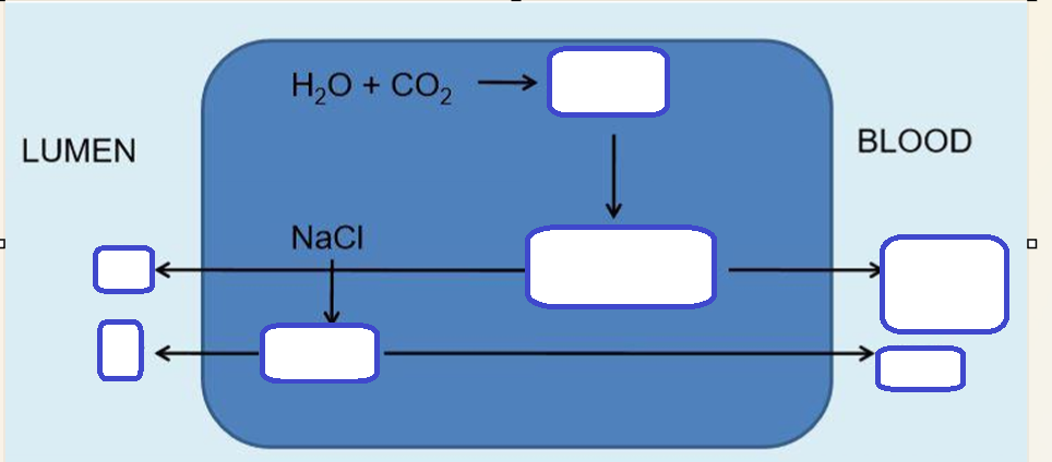 <p>production of HCl in parietal oxyntic cells</p>