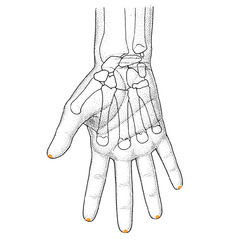 <p>On tips of fingers, about 0.1 cun distal to nails</p><p>Apoplexy, coma, epilepsy, high fever, acute tonsillitis, infantile convulsion, numb finger tips</p><p>0.1 - 0.2 in superficially, or prick to bleed</p>