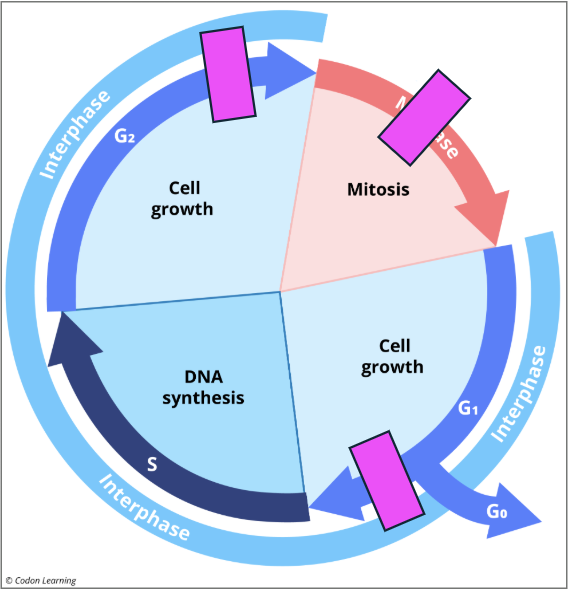 <p><span style="background-color: transparent;">interphase (big window of time) - 90% and 10% mitosis) </span></p><p><span style="background-color: transparent;">….: cell growth - making proteins, rnas, receiving signals</span></p><p><span style="background-color: transparent;">***too divide or not too divide</span></p><p><span style="background-color: transparent;">has it received signals to divide or no</span></p><p><span style="background-color: transparent;">if yes i need more …..</span></p><p><span style="background-color: transparent;">i need atp</span></p><p><span style="background-color: transparent;">is there …. damage lets fix before replication</span></p><p><span style="background-color: transparent;">…..: cells exist cell cycle like neurons that dont divide</span></p><p><span style="background-color: transparent;">….: dna synthesis (dna doubles and orgnallees and histone protiens&nbsp;</span></p><p><span style="background-color: transparent;">…..: cell growth&nbsp;</span></p><p><span style="background-color: transparent;">cell signaling play large role in cell cycle</span></p><p><span style="background-color: transparent;">was dna ….. only one time any damage is it good</span></p><p><span style="background-color: transparent;">… phase: mitosis division of genetic material and cytokinese</span><br><span style="background-color: transparent;">make sure dna is gonna be seegrated faithfully&nbsp;</span></p><p><span style="background-color: transparent;">have …. chromatids separate every cell getting correct compliment of gen matieral</span><br><span style="background-color: transparent;">Are all …… attached?</span></p>