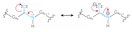 <p>Peptide Bond resonance</p>