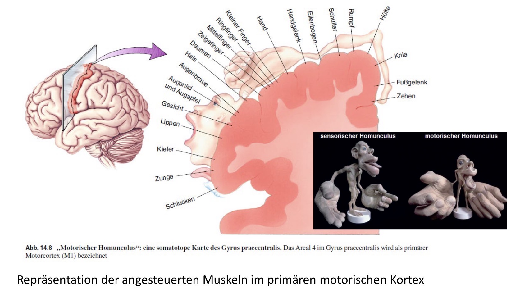 <p>Es ist eine vereinfachte Modulation des Menschlichen Körpers davon, <span><strong>welche Körperregionen in der Großhirnrinde repräsentiert sind</strong>. Sie zeigen, dass nicht alle Körperteile gleich viel Platz im Gehirn einnehmen.</span></p><p><span>Die Größe eines Körperteils im Homunculus entspricht <strong>nicht seiner tatsächlichen Größe</strong>, sondern der <strong>Menge an Hirnrinde</strong>, die für dessen Wahrnehmung (sensorisch) bzw. Steuerung (motorisch) zuständig ist.</span></p><ul><li><p><span><strong>Sensorischer Homunculus = Fühlen</strong> → Wie empfindlich ist ein Körperteil?</span></p></li><li><p><span><strong>Motorischer Homunculus = Bewegen</strong> → Wie fein kann ein Körperteil gesteuert werden?</span></p></li></ul><p></p>