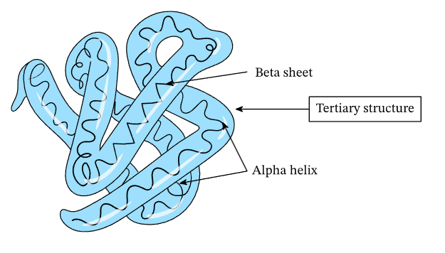 <ul><li><p>complex, 3D structure due to <strong>bonding interactions </strong>between the <strong>R groups</strong></p></li></ul><p></p>