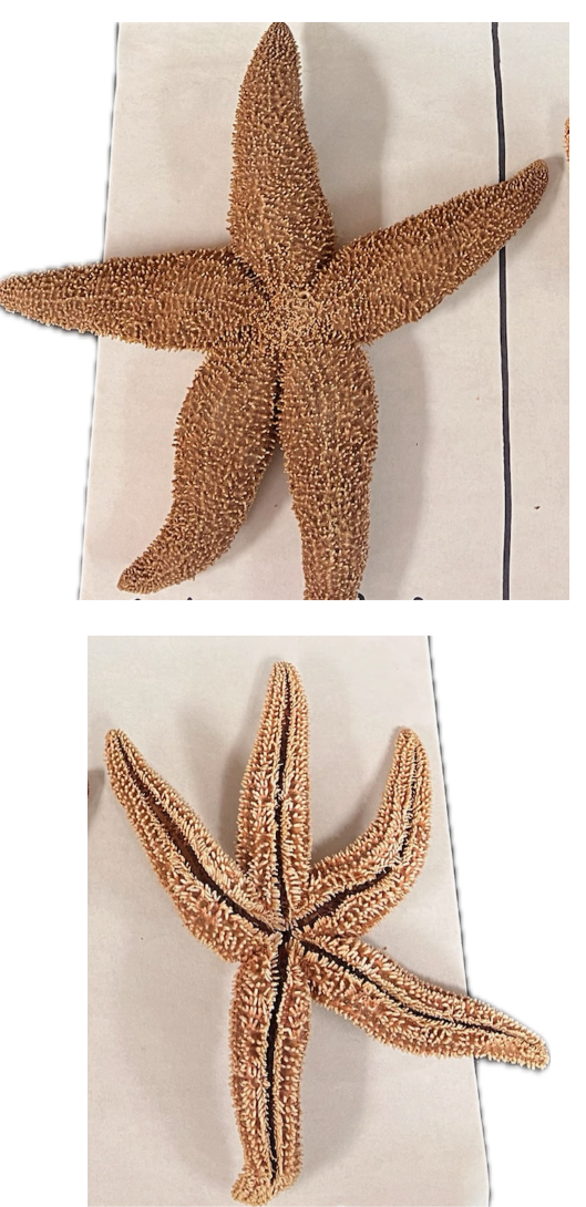 <p>What is this image of?</p><p>What Kingdom, Phylum and Class are these found in?</p>