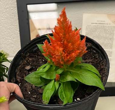 <ul><li><p>plumes are pretty small</p><ul><li><p>cut flowers can be long</p></li></ul></li><li><p>seeds are hard, black, and glossy</p></li><li><p>obovate leaves and impressed veins</p></li></ul><p></p>