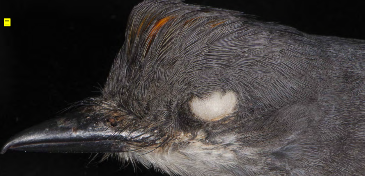 <p>Western Kingbird</p>