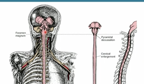 <p>Foramen magnum</p>