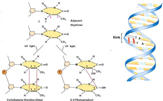 <ul><li><p>ionizing radiation: UV light, x rays, gamma rays, cosmic rays </p></li><li><p>cause ring opening and breaks in sugar phosphate backbone of DNA (strand breaks)</p></li><li><p>UV light induces the condensation of 2 ethylene groups (C6=C5) in adjacent thymines on the same DNA strand to form a cyclobutane ring </p><ul><li><p>adjacent thymins dimerize to form a cyclobutane thymine dimer which block replication and transcription because it causes helix distortion (kink) blocking polymerization machinery </p></li></ul></li></ul><p></p>
