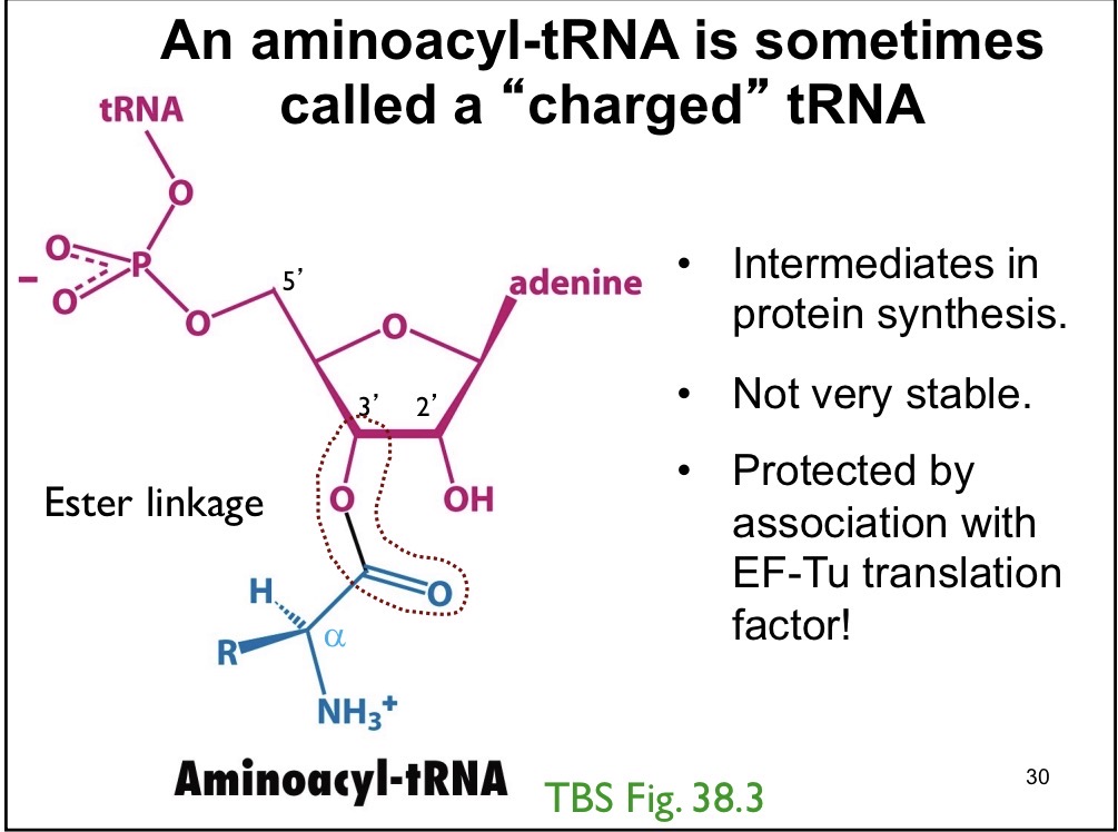 <p>Intermediates in protein synthesis, not very stable, protected by EF-TU translation factor</p>
