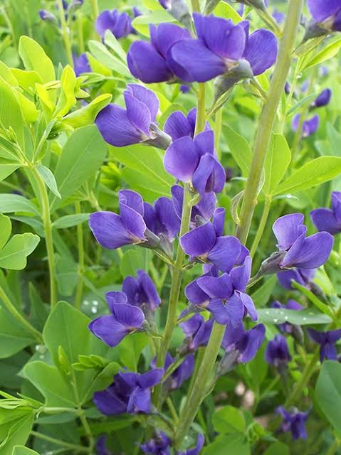 <p>Forb - Long-lived native legume with three-part leaves, pea-shaped flowers, and inflated seedpods. Its deep roots tolerate drought and poor soil, while nitrogen fixation improves soil fertility. The exact species should be confirmed from your lab materials.</p>