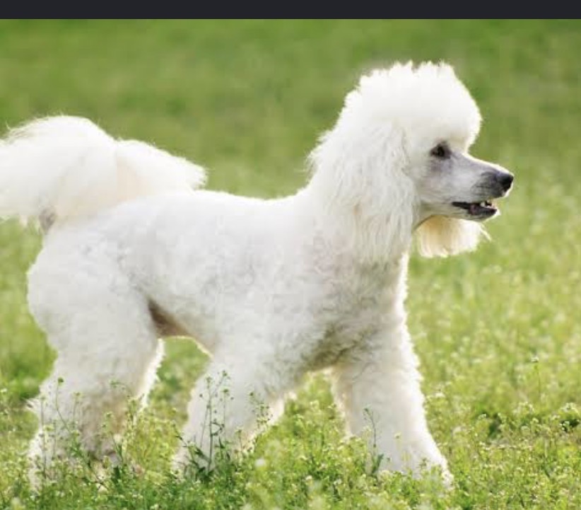 <p>Miniature poodle</p>