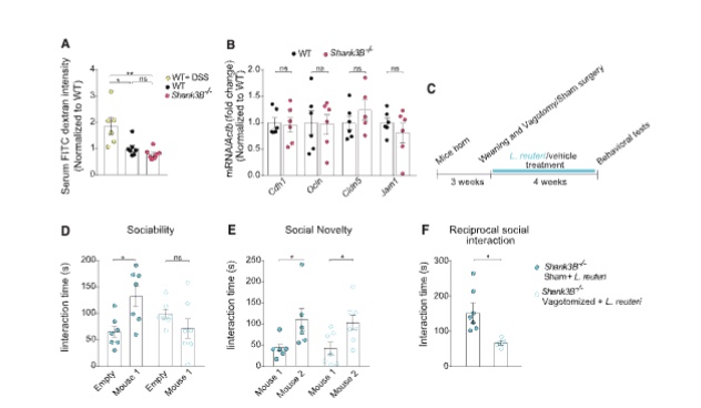 <p>The vagus nerve is the main physical cable running from the gut to the brain. To test whether it was the communication route, the researchers surgically cut the vagus nerve in some mice (vagotomy) while leaving it intact in others (sham surgery). <em>L. reuteri</em> successfully rescued social behavior in mice with intact vagus nerves, but completely failed to work in mice whose vagus nerves were cut. The gut was also confirmed to not be "leaky" in these mice, ruling out bacteria or chemicals entering the bloodstream as the communication route.</p>
