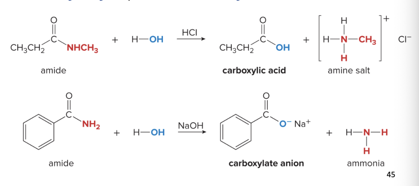 <p>amide hydrolysis</p>