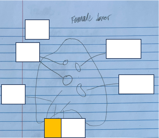 <p>id and func. + which lung</p>