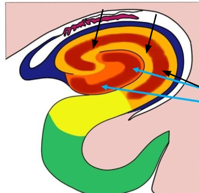 <p>hippocampal formation</p>