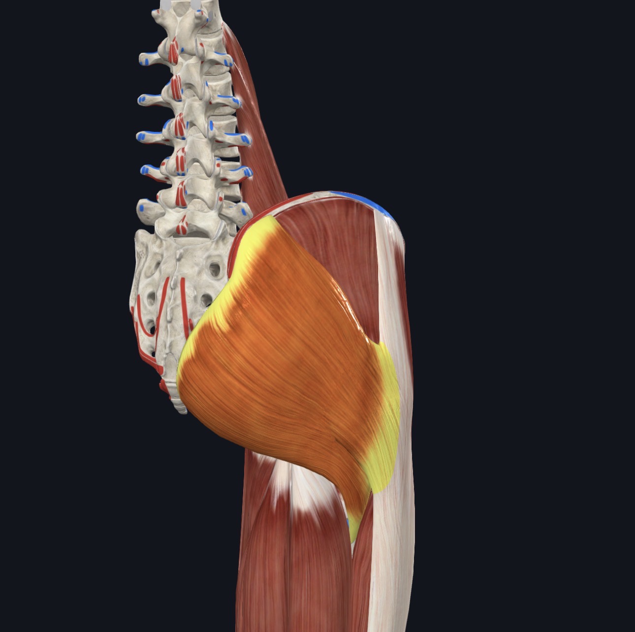 <p style="text-align: left;">Superficial Gluteal Region</p><p></p>
