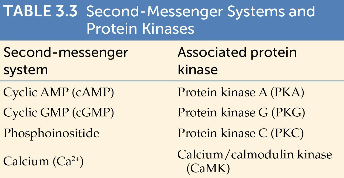 <p><strong>cAMP</strong>: cAMP (cyclic adenosine monophosphate) stimulates PKA/protein kinase A)</p><p><strong>Phosphoinositide</strong>: A critical intracellular signaling pathway that converts extracellular signals—like hormones and neurotransmitters—into biological responses by cleaving membrane lipids into active messenger molecules involving DAG/diacylglycerol and IPs/inositol triphosphate</p><p><strong>Ca++</strong>: Binds to calmodulin then activated calcium/calmoduline kinase aka CaMK</p><p><strong>cGMP</strong>: Cyclic guanosine monophosphate is regulated by nitric oxide gas and stimulates protein kinase g/PKG</p>