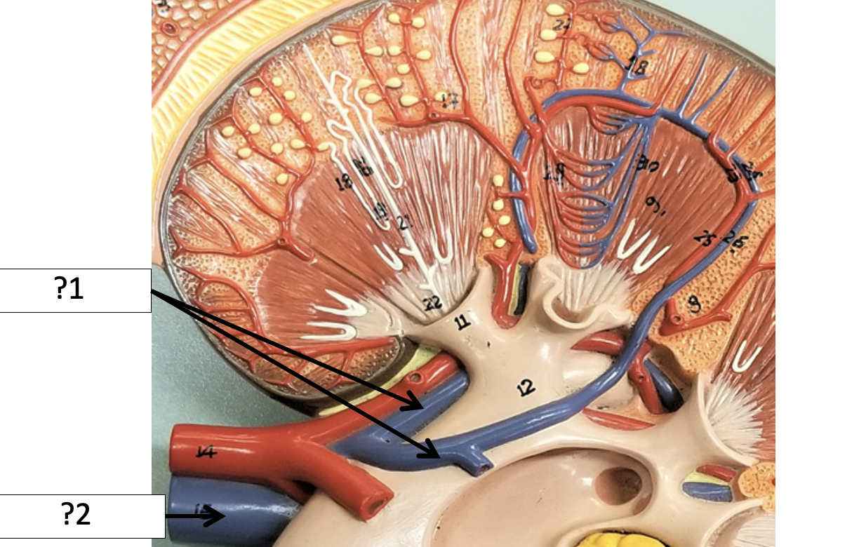 <p>2 Name the veins?</p>