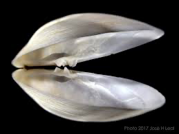 <p>found in brachiopoda; two shells unequal in size, top is smaller and fits inside bottom shell</p>