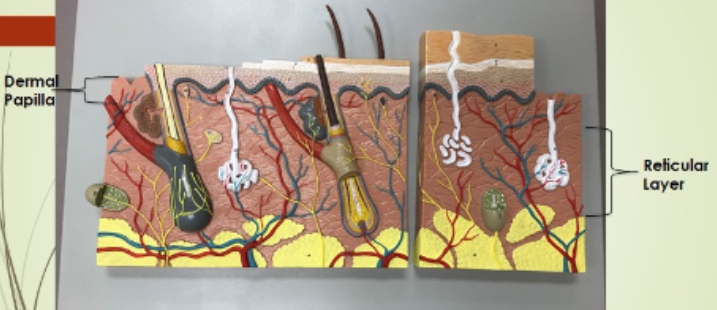 <p><span style="background-color: transparent;">Reticular Layer, </span><span style="background-color: transparent; font-family: "Times New Roman", serif;">Dermal Papilla </span></p>