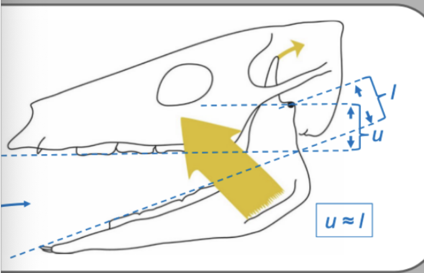 <p>Teeth will (shear/grind) if the distance between toothrows and joint are equal and both toothrows are in line with, or equally distant from, the joint.</p>