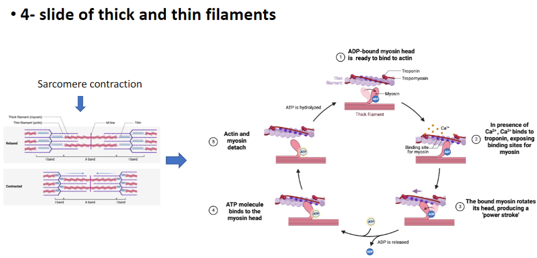 <p><strong>Relaxed Sarcomere</strong><br> <strong>Actin (thin filaments)</strong> and <strong>myosin (thick filaments)</strong> are not bound<br> <strong>Tropomyosin</strong> blocks <strong>myosin binding sites</strong> on actin</p><p><strong>Activation</strong><br> <strong>Ca²⁺ binds to troponin</strong><br> <strong>Troponin changes conformation</strong>, moves <strong>tropomyosin</strong>, exposing <strong>myosin binding sites</strong></p><p><strong>Myosin Binding and Power Stroke</strong><br> <strong>ADP-bound myosin heads</strong> attach to <strong>actin</strong><br> <strong>Myosin head rotates</strong>, producing a <strong>power stroke</strong><br> <strong>Thin filaments are pulled past thick filaments</strong>, shortening the <strong>sarcomere</strong></p><p><strong>ATP Role</strong><br> <strong>ADP is released and ATP binds to myosin head</strong>, causing <strong>detachment from actin</strong><br> <strong>ATP hydrolysis</strong> re-cocks the myosin head for the <strong>next power stroke</strong></p><p><strong>Key Point</strong><br> <strong>Cycle of Ca²⁺ binding, myosin attachment, power stroke, and ATP hydrolysis</strong> drives <strong>sarcomere shortening and muscle contraction</strong>)</p>