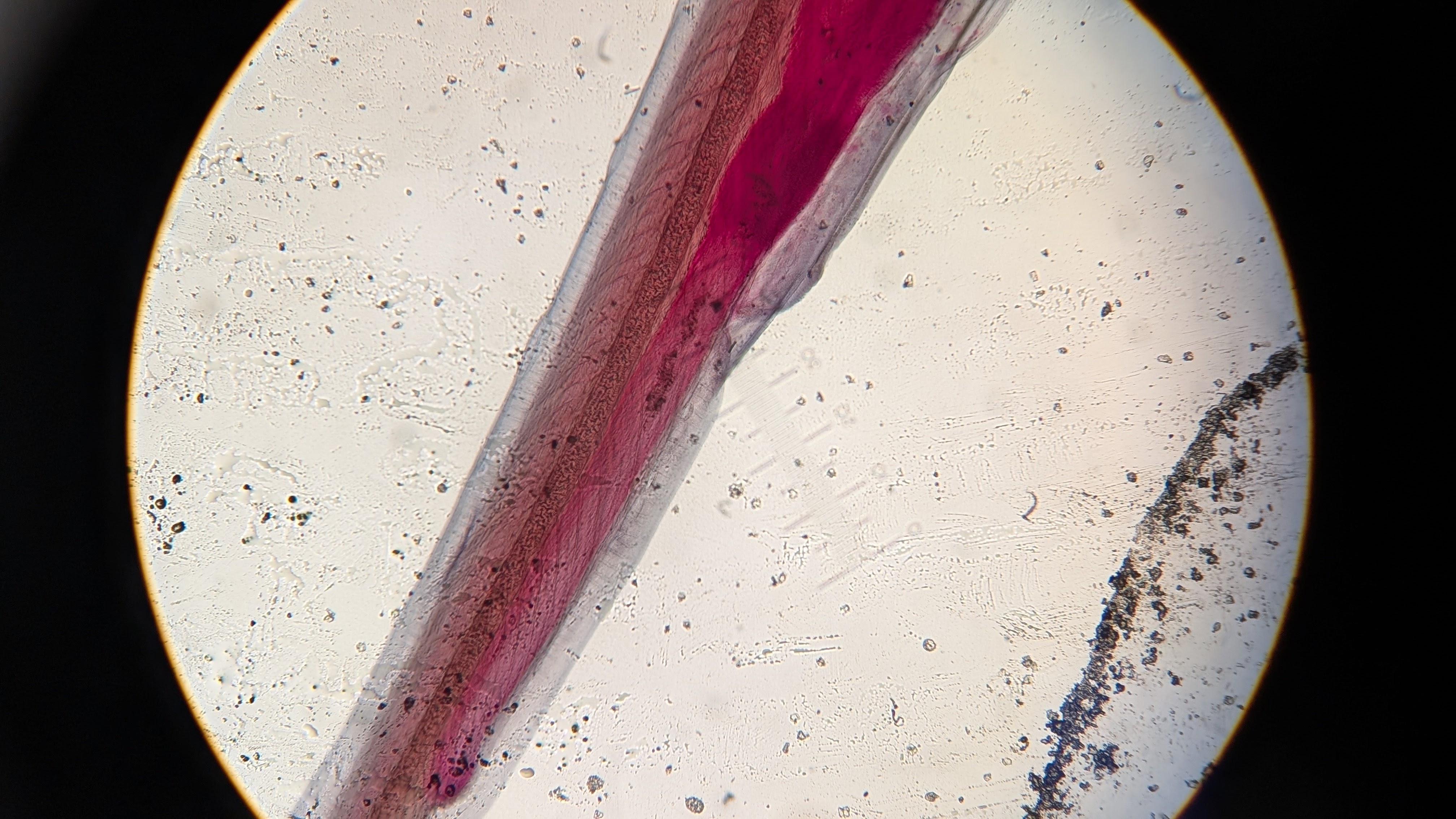 <p>Identify</p>