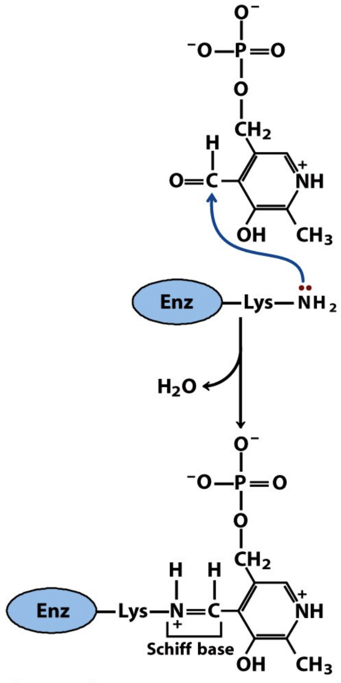 <ul><li><p><strong>Pyridoxal phosphate (PLP)</strong>, the <strong>vitamin B6/pyrido-xine</strong> coenzyme</p><ul><li><p><strong>Prosthetic group of aminotransferases</strong></p></li></ul></li></ul><ul><li><p>PLP binds enzyme Lys by <strong>Schiff base linkage</strong> and becomes PMP after accepting an amino group</p></li></ul><p></p>