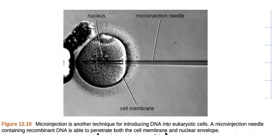 <p>inject recombinant dna into a cell using a needle</p>
