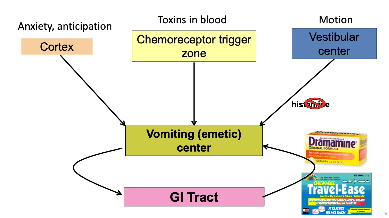 <p>3 Sources Activate Vomit Center:</p><ul><li><p>Cortex (anxiety, anticipation) →</p></li><li><p>Chemoreceptor trigger zone (toxins in blood) →</p></li><li><p>Vestibular Center (motion) →</p><ul><li><p>Histamine is the primary neurotransmitter in the brainstem that drives nausea and vomiting</p></li><li><p>Histamine attatches to Histamine receptors in the vestibular nuclei</p></li></ul></li></ul><p>VOMITING CENTER</p><ul><li><p>Sends signals to GI Tract</p></li><li><p>GI Tract can also send signals to Vomiting Center</p></li></ul><p>*No conscious perception in equilibrium</p><p></p>