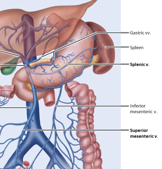 <p>superior mesenteric vein and splenic vein</p>
