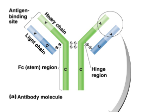 <p>The antibody is a<strong> Y shaped defensive protein</strong> where it contains <strong>two </strong>‘<strong>arms</strong>’ that contain <strong>binding sites </strong>for the <strong>antigen </strong>of <strong>pathogens</strong></p>