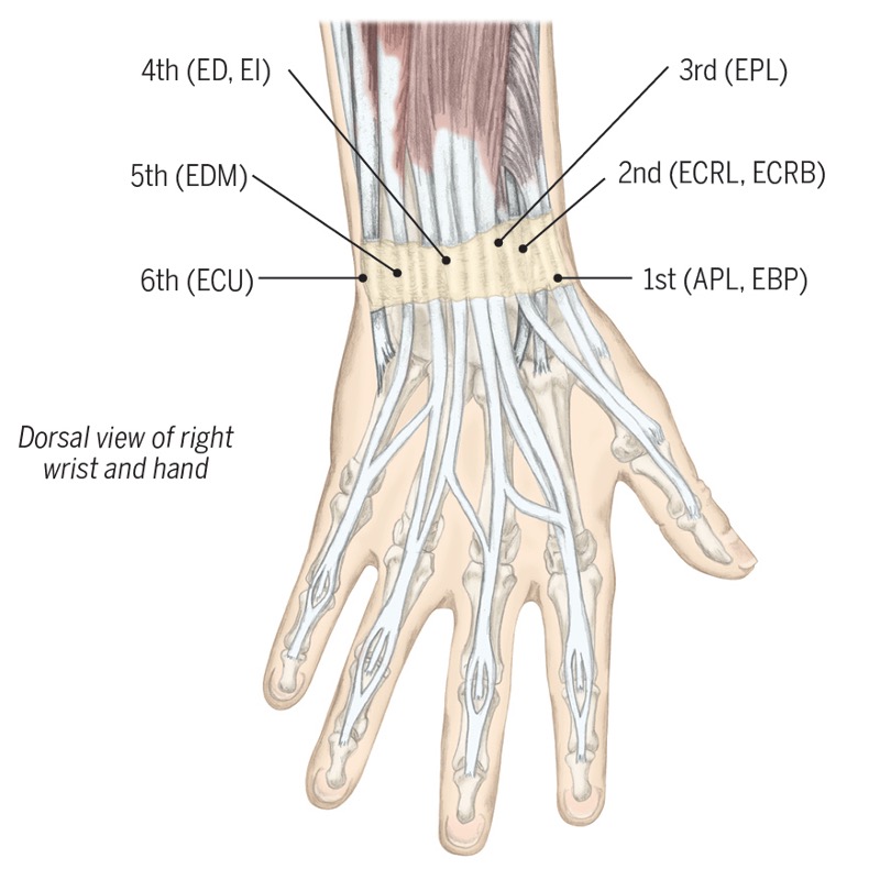 <p>holds tendons to wrist </p><p>(splits tendons into 6 compartments)</p><p></p>