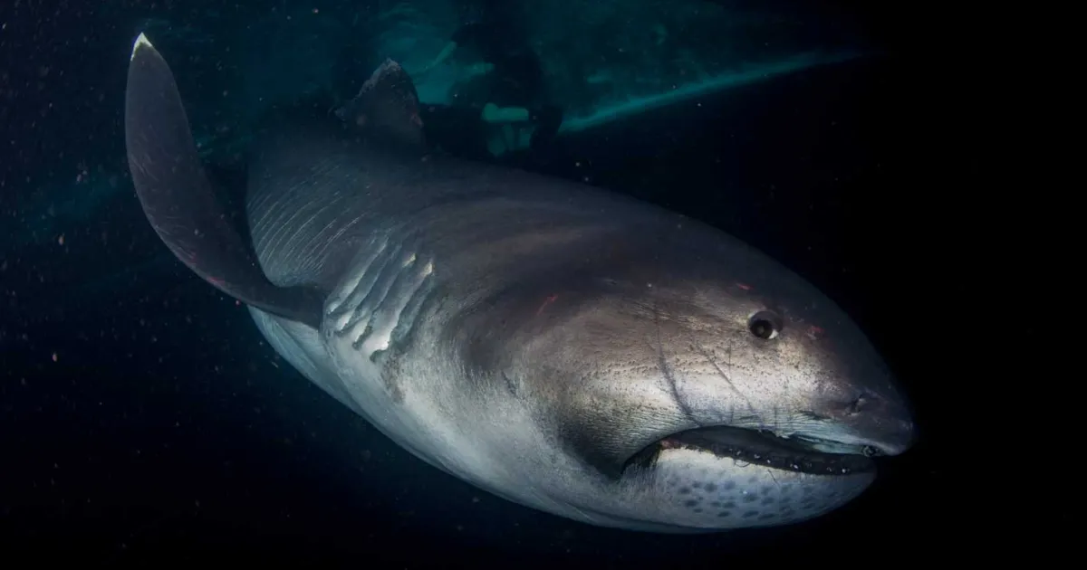 <p>Lamniformes</p><p>no nicitating eyelids, and a pointed snout</p><p>17 species in 7 families</p><p>Example: Megamouth, basking, thresher</p>