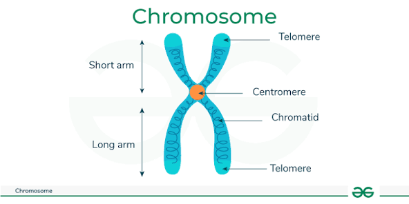 <p>What is a chromosome made of (2)? What does it carry?</p>