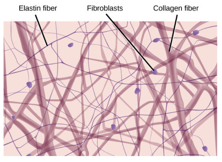 <p>Support, protection, Transporting fluids, and Interconnecting other types of tissue</p>