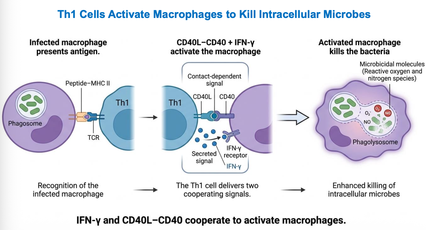 <p>ROS= reactive oxygen species - that is used to kill microbes in macrophage </p><p></p><p>In this process there i co-stimulation (2 of them) one is by IFN-gamma and the other by CD40L-CD40 </p>