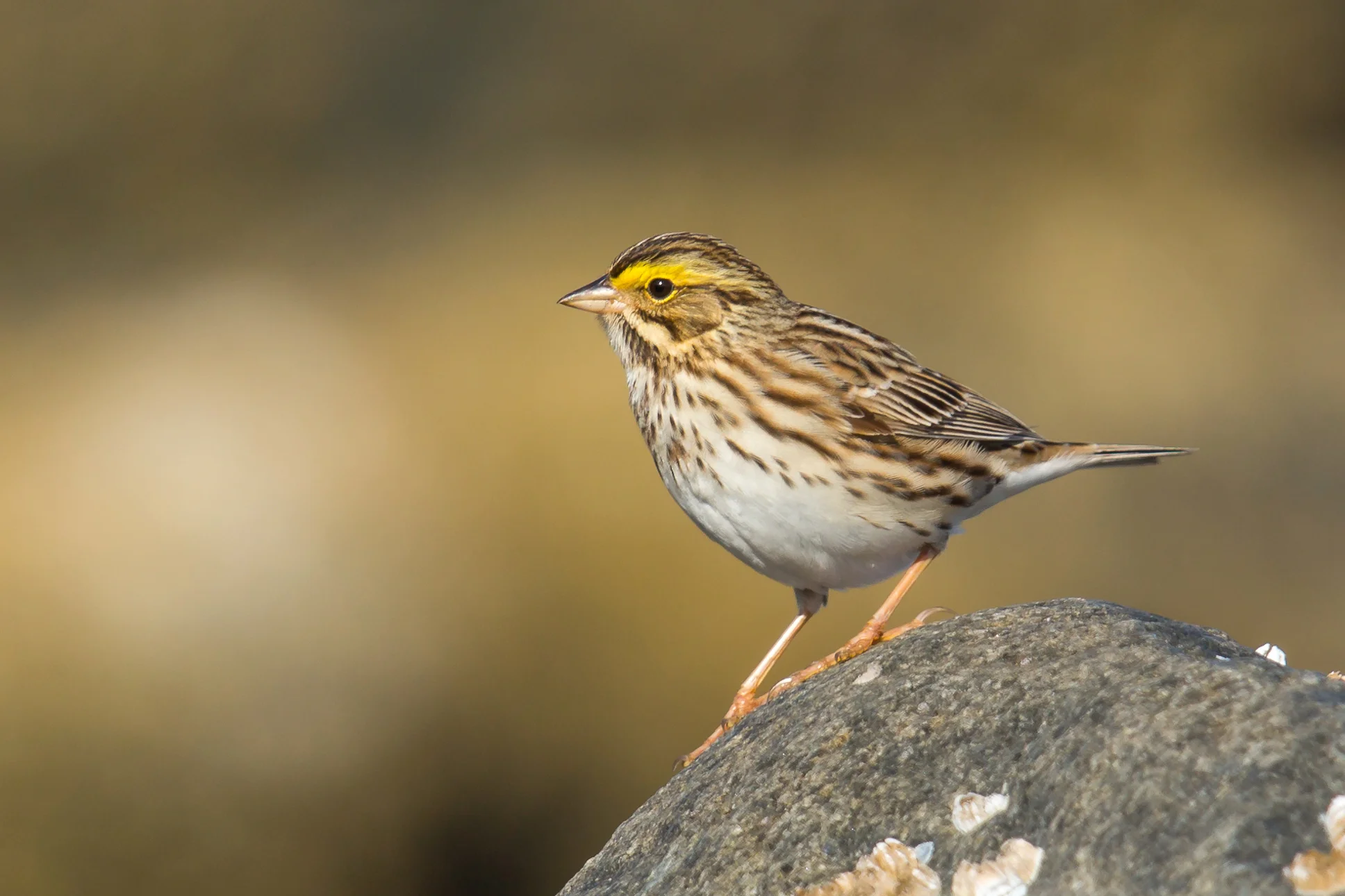 <p>Savannah Sparrow</p>