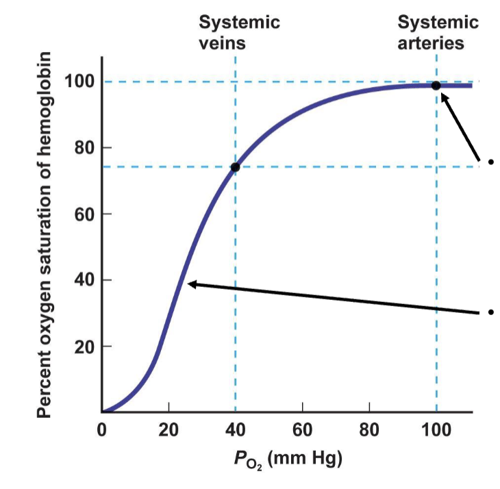 <ul><li><p>relationship is S-shaped</p></li><li><p>if atmospheric P<sub>O2</sub> levels fall, Hb is still mostly saturated, so blood leaving alveoli is still largely oxygenated</p></li><li><p>as tissues become more active and use more O2, Hb can deliver increasing quantities of O2</p></li><li><p>chemoreceptors kick in to adjust the curve when it drops below 60</p></li></ul><p></p>