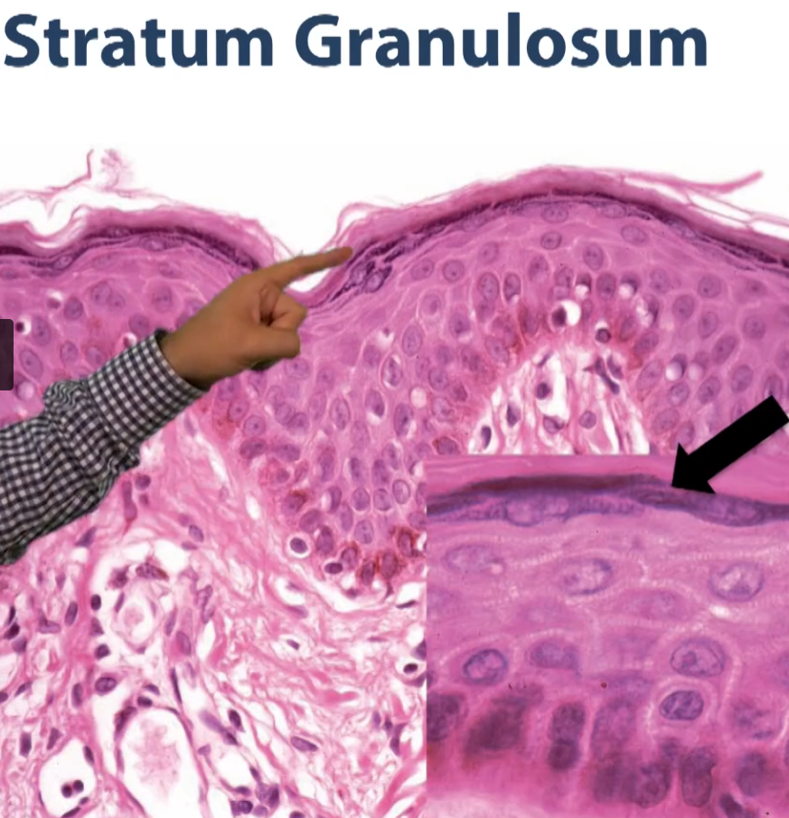 <p>Those granules, synthesized by these cells, give these layers (the one he is pointing to) the stratum corneum this granulated appearance, therefore, it gets the name stratum granulosum.</p>