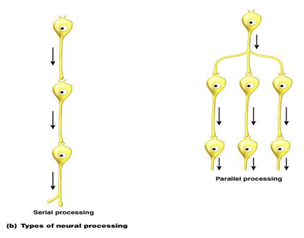 <p>What is parallel processing?</p>
