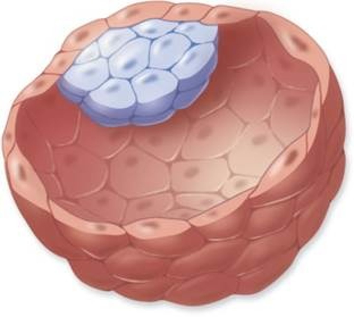 <p>Hollow sphere of cells containing the trophoblast and inner cell mass.</p>