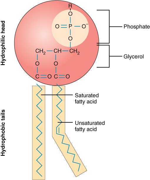 <p>A lipid where one fatty acid is replaced by a polar phosphate group, creating a molecule with a hydrophilic head and two hydrophobic tails.</p>