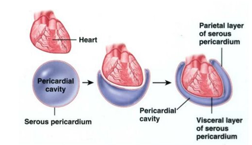 <ul><li><p>supports and protects the heat</p></li><li><p>encloses most of heart in mediastinum which allows freedom of movement for contraction</p></li><li><p>it has layers!</p><ul><li><p><strong>fibrous pericardium</strong>: tough outer fibrous layer</p></li><li><p><strong>serous pericardium</strong>: thinner more delicate inner layer</p></li></ul></li></ul><p></p>