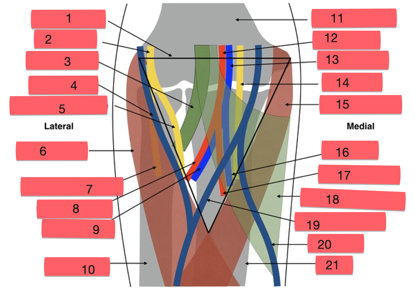 <p>label structures 11-15</p>