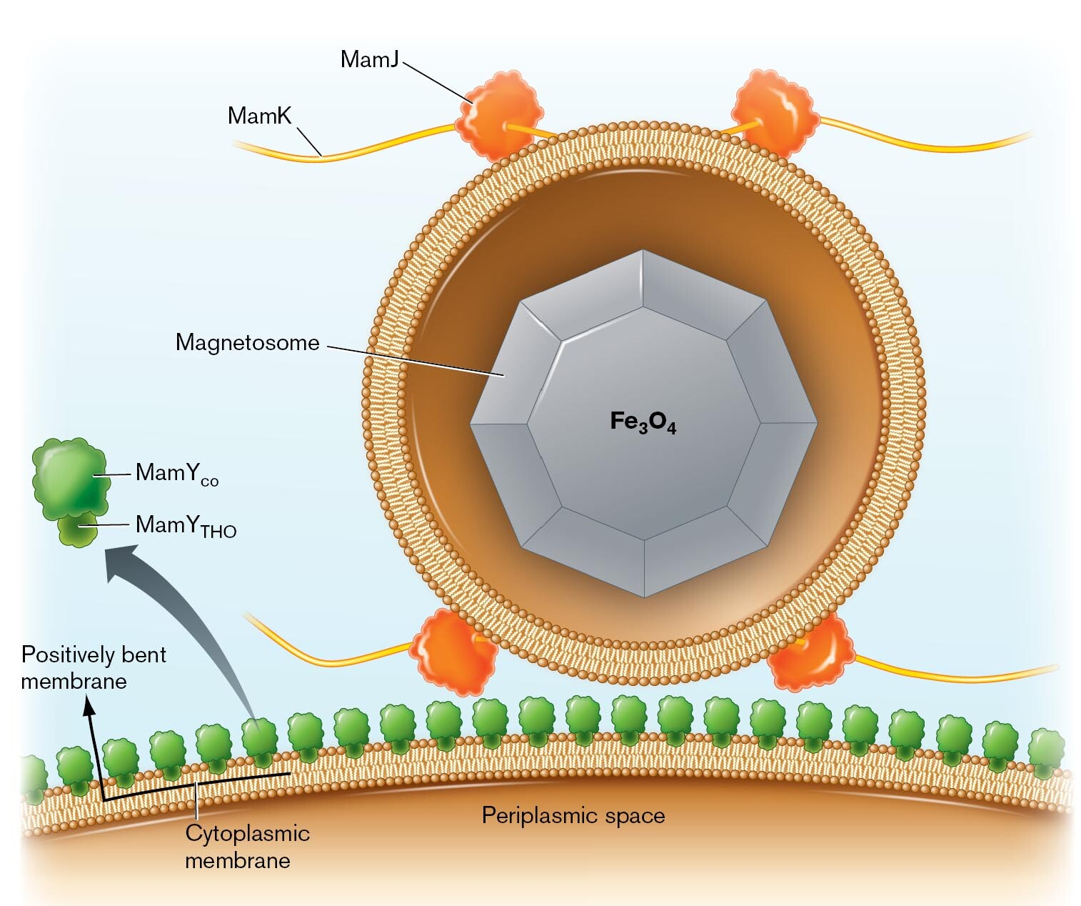 <p>Think of <strong>MamK as a filament running through the cell</strong> and <strong>MamJ as a connector</strong> that helps hold magnetosomes along it. <span data-name="magnet" data-type="emoji">🧲</span></p><p>Magnetosomes are membrane-bound structures containing magnetic crystals. In studied magnetotactic bacteria, MamJ links them to the <strong>actin-like MamK filament</strong>, helping arrange them into a chain. If MamJ is missing, crystals can still form, but the magnetosomes may cluster instead of staying in a regular chain.</p>