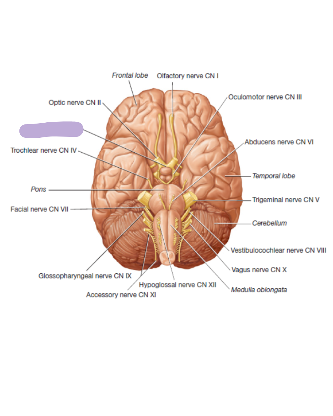 <p>where is the Optic Chiasma </p>
