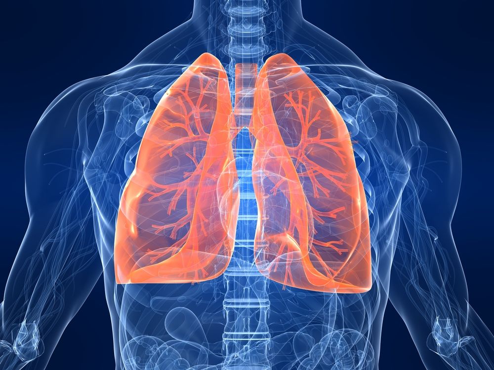 <p>lungs</p>